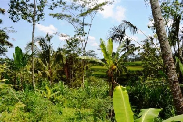 Dijual tanah di Tegalalang, Ubud – T1002