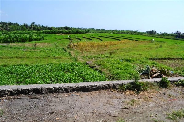 Tanah Dijual di Kerobokan view sawah – TJCG057