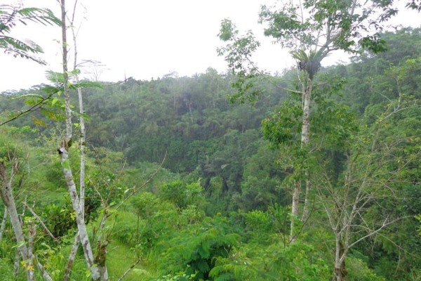 Tanah dijual di taro Ubud Bali view Sungai Dan Hutan – TJUB158