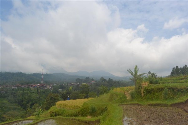 Dijual tanah di baturiti tabanan Bali, view sawah dan gunung (TJBE033)