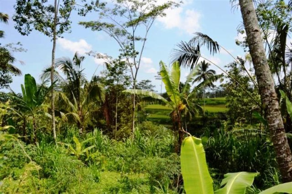 Dijual tanah di Tegalalang, Ubud – T1002