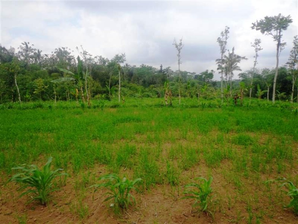 Dijual Tanah Murah Di Ubud – TJUB111