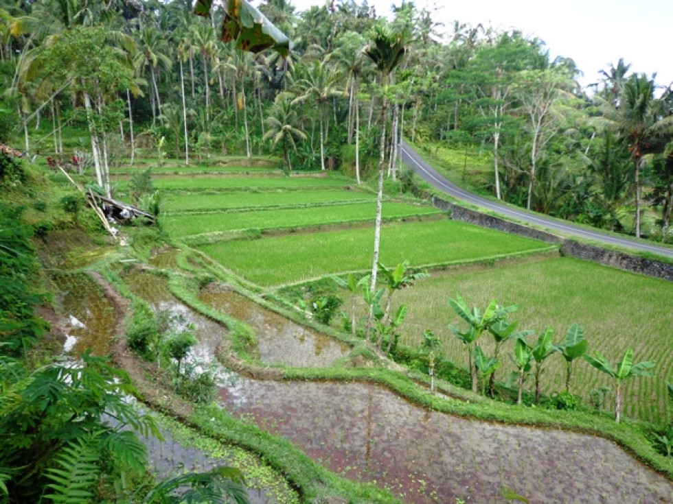 Dijual tanah di Ubud dengan view sawah terasering – TJUB115