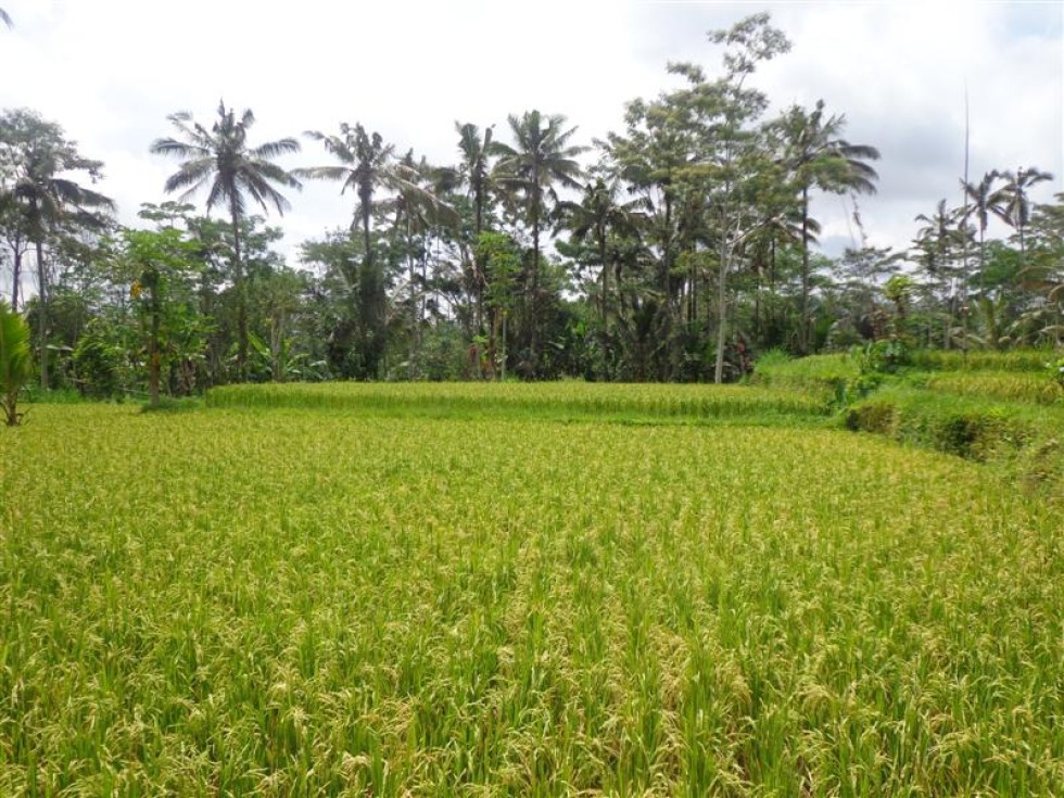 Tanah dijual di Ubud Tegalalang Bali – TJUB140