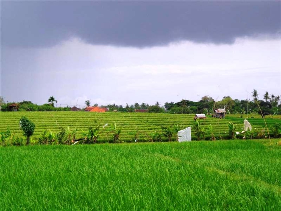 Jual tanah di Canggu Kayu Tulang  65 are TJCG077