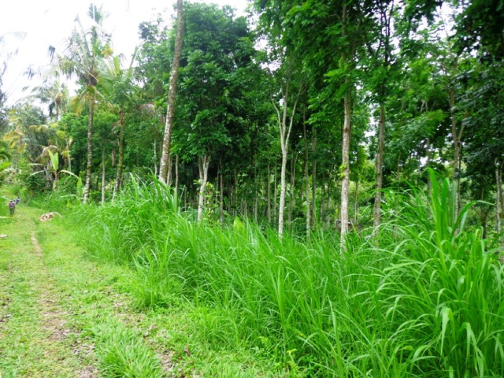 Tanah dijual di Ubud dengan pemandangan lusr biasa indah – TJUB146