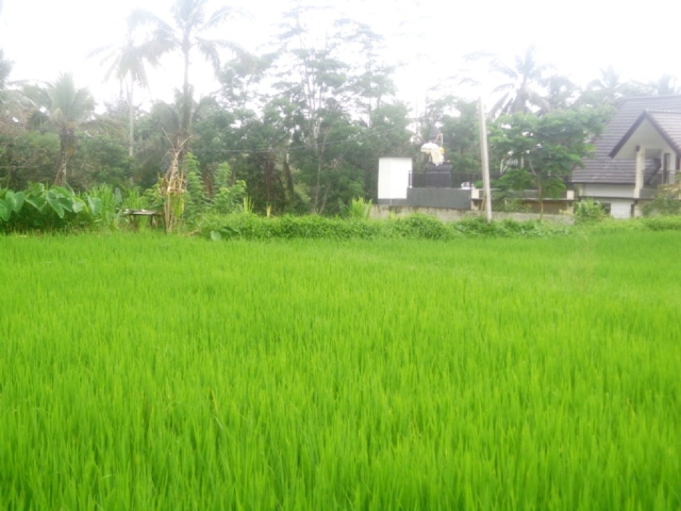 Tanah dijual di Ubud cocok untuk villa dengan view sawah – TJUB148