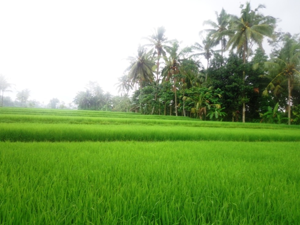 Tanah dijual di Ubud 28 are view sawah di Tegalalang Ubud – TJUB149