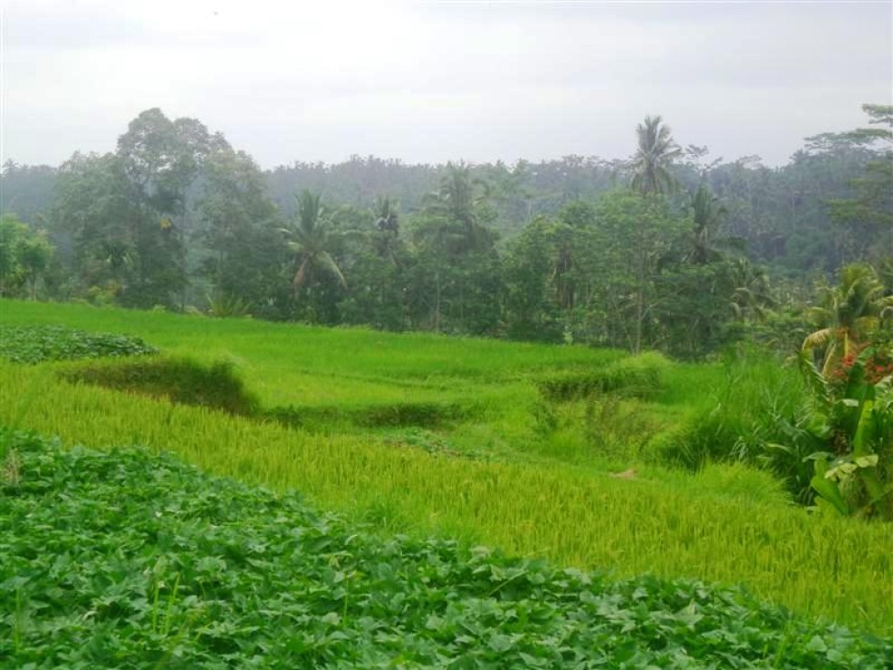 Tanah dijual di Ubud view fenomenal – TJUB152