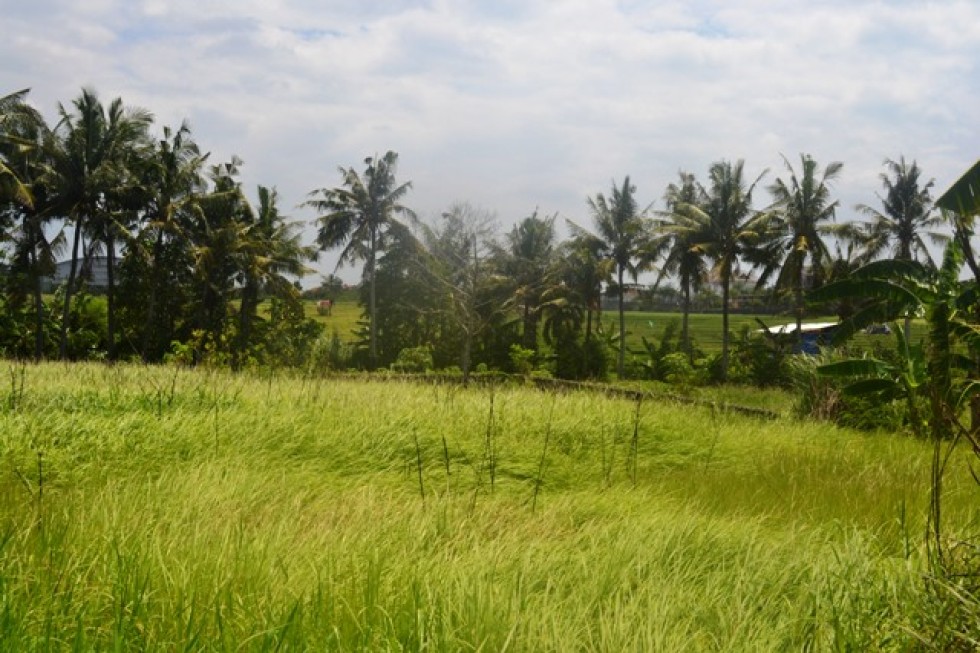 Tanah dijual di Canggu, view sawah dekat pantai Brawa TJCG085