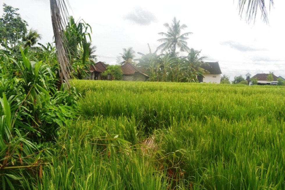 Tanah dijual di Canggu Babakan view sawah TJCG086