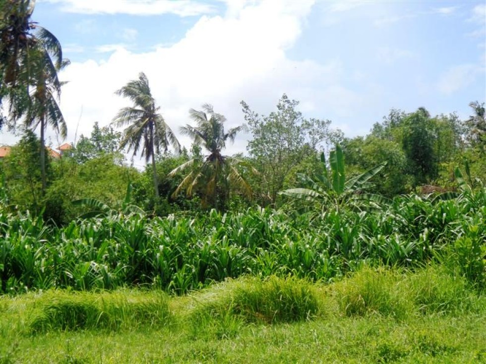 Dijual tanah di Canggu 24 are , view kebun dan sungai TJCG089