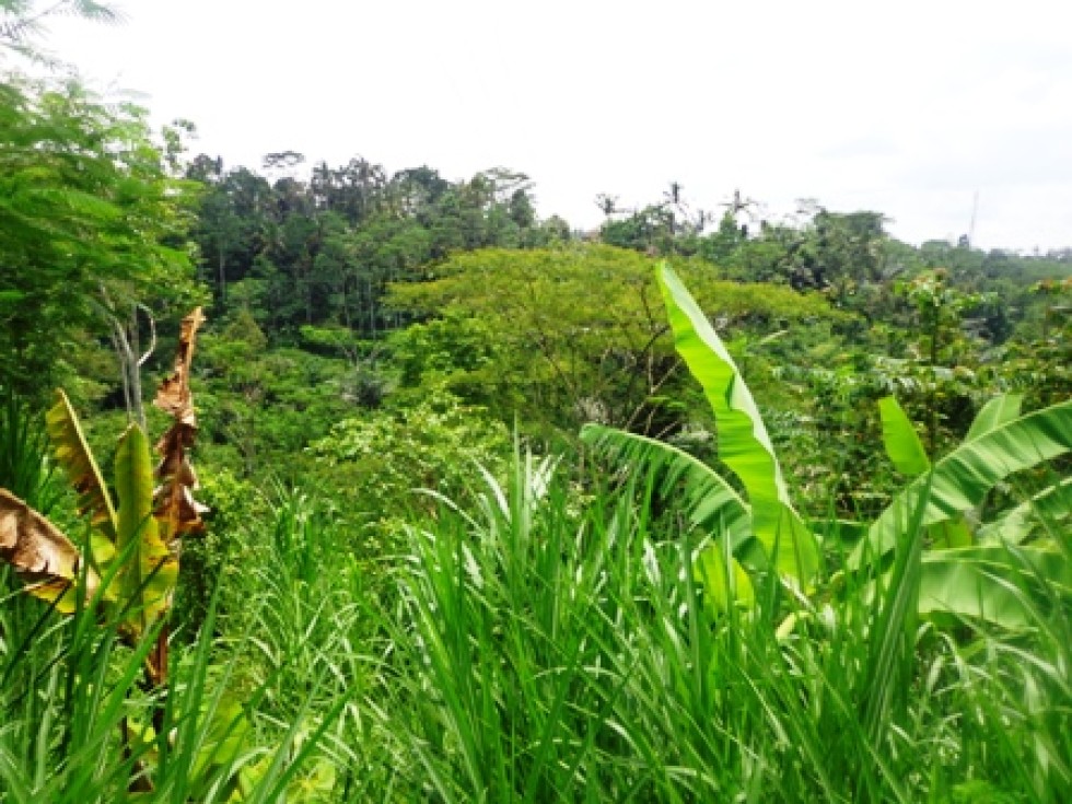 Tanah dijual di tegalalang Ubud Bali view Hutan Dan Sungai – TJUB154