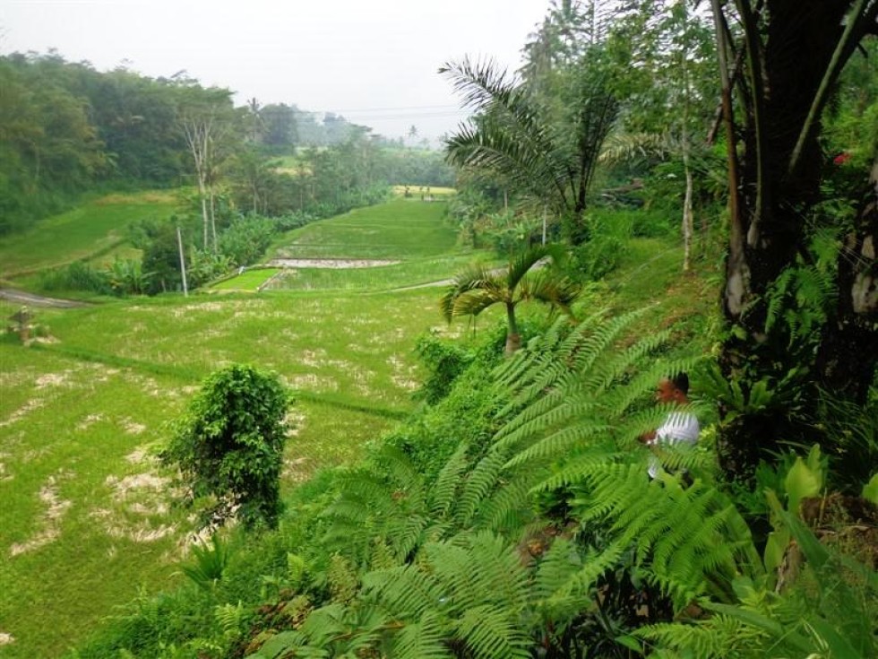 Tanah dijual murah di Ubud Bali ,view sawah (TJUB162)