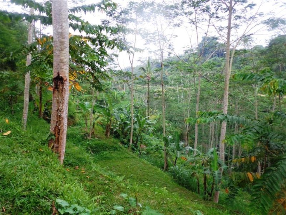 Tanah dijual murah di Ubud view sawah dan hutan (TJUB163)