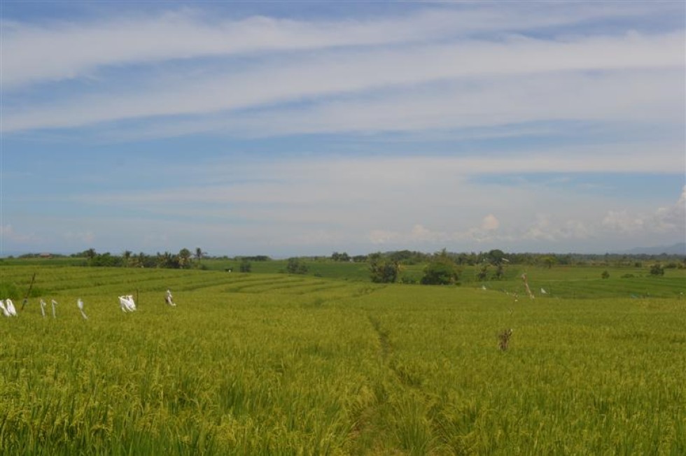 Tanah dijual di Tabanan Bali view cantik ke gunung dan Sawah – TJTB022