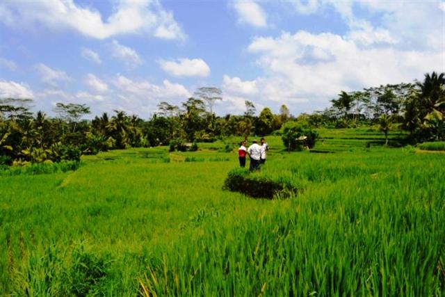 42+ Rumah Disewakan Di Ubud Bali Gif