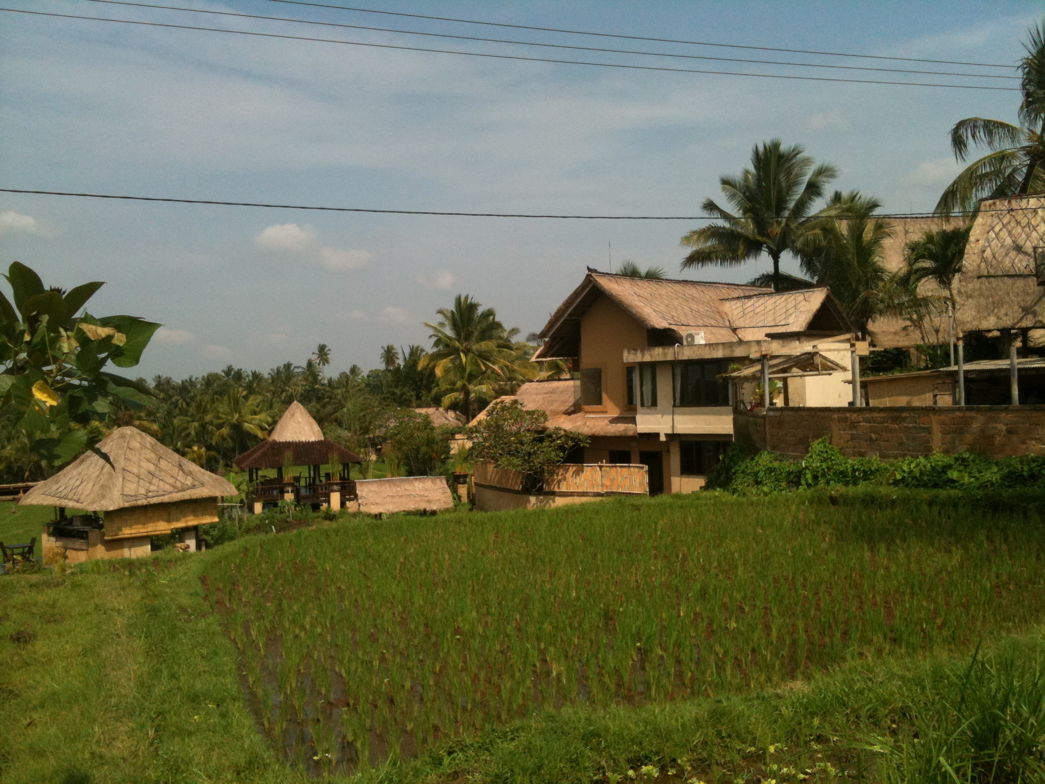 Tanah tanah murah dijual di Tanah Ubud Bali 4 Rumah Jual 