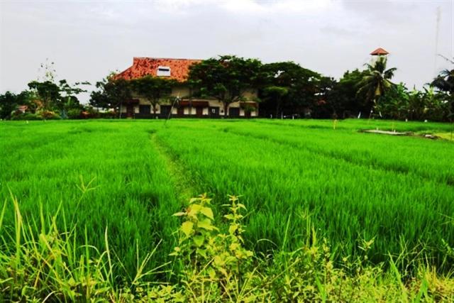 TJCG027 jual tanah di canggu bali  Rumah JUAL TANAH murah 