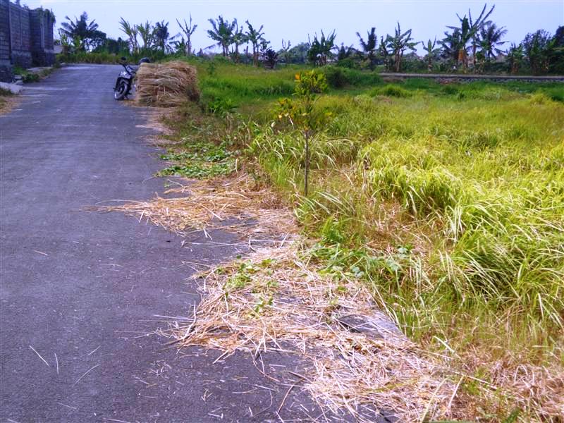 TJCG054 tanah dijual di canggu bali  Rumah JUAL TANAH 