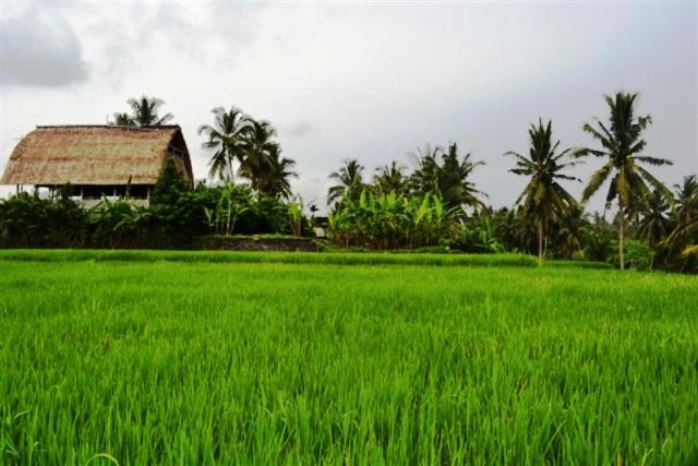 View Sewa Rumah Di Ubud Bali Murah Gif